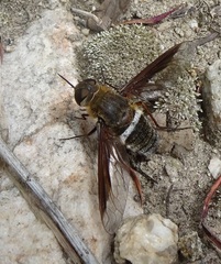 Exoprosopa rostrifera