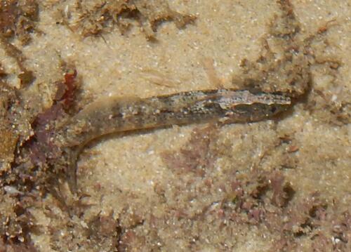 Sad klipfish (Clinus acuminatus) — Clinidae — 3