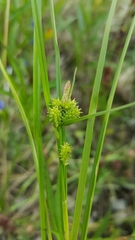 Carex viridula