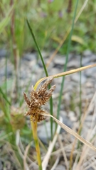 Carex viridula