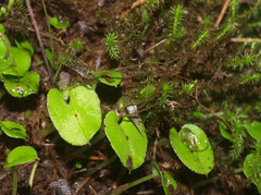 Corybas hatchii