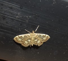 Anania coronata