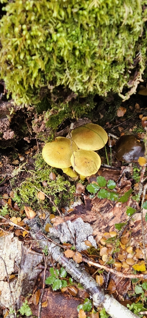 Cortinarius canarius · April 2025 · photo: © shane212 (iNaturalist, cc0)