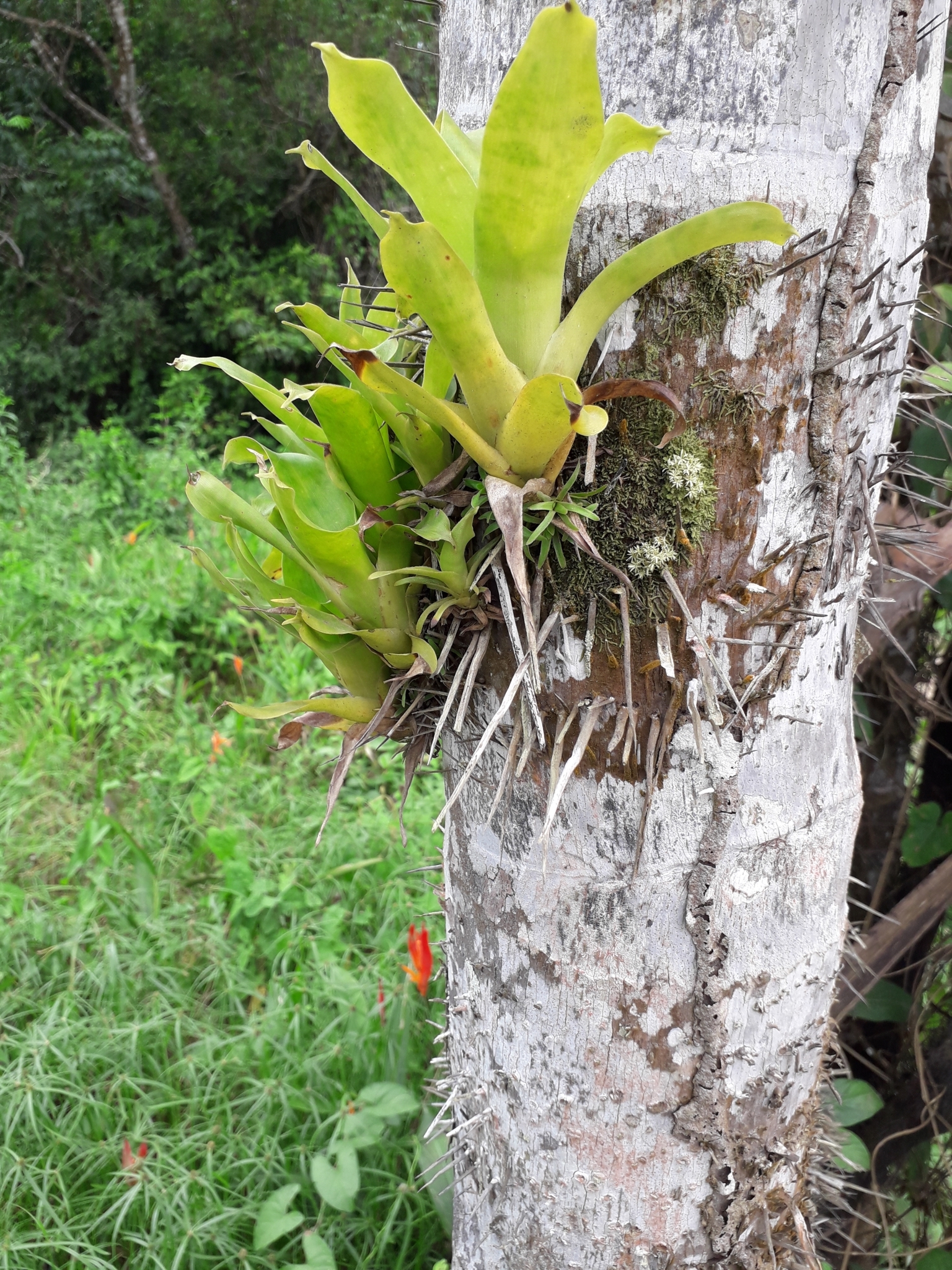 Imagem de Bromélia-gigante