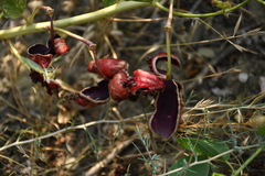 Capparis spinosa herbacea