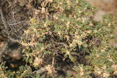 Astragalus microcephalus