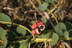 Capparis spinosa herbacea