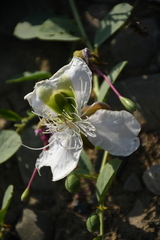 Capparis spinosa herbacea