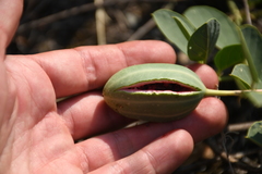 Capparis spinosa herbacea