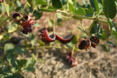 Capparis spinosa herbacea