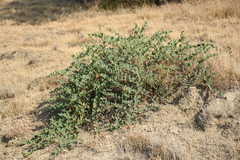 Capparis spinosa herbacea