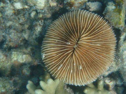 Lithophyllon repanda observed 2025-04-17