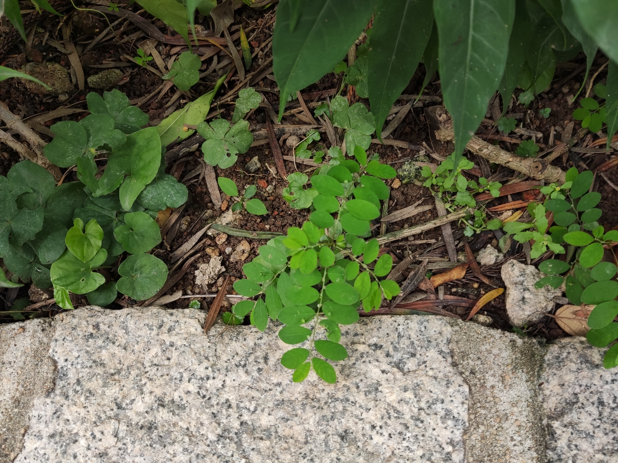 Phyllanthus tenellus (Phyllanthus tenellus)