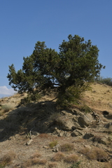 Juniperus polycarpos polycarpos