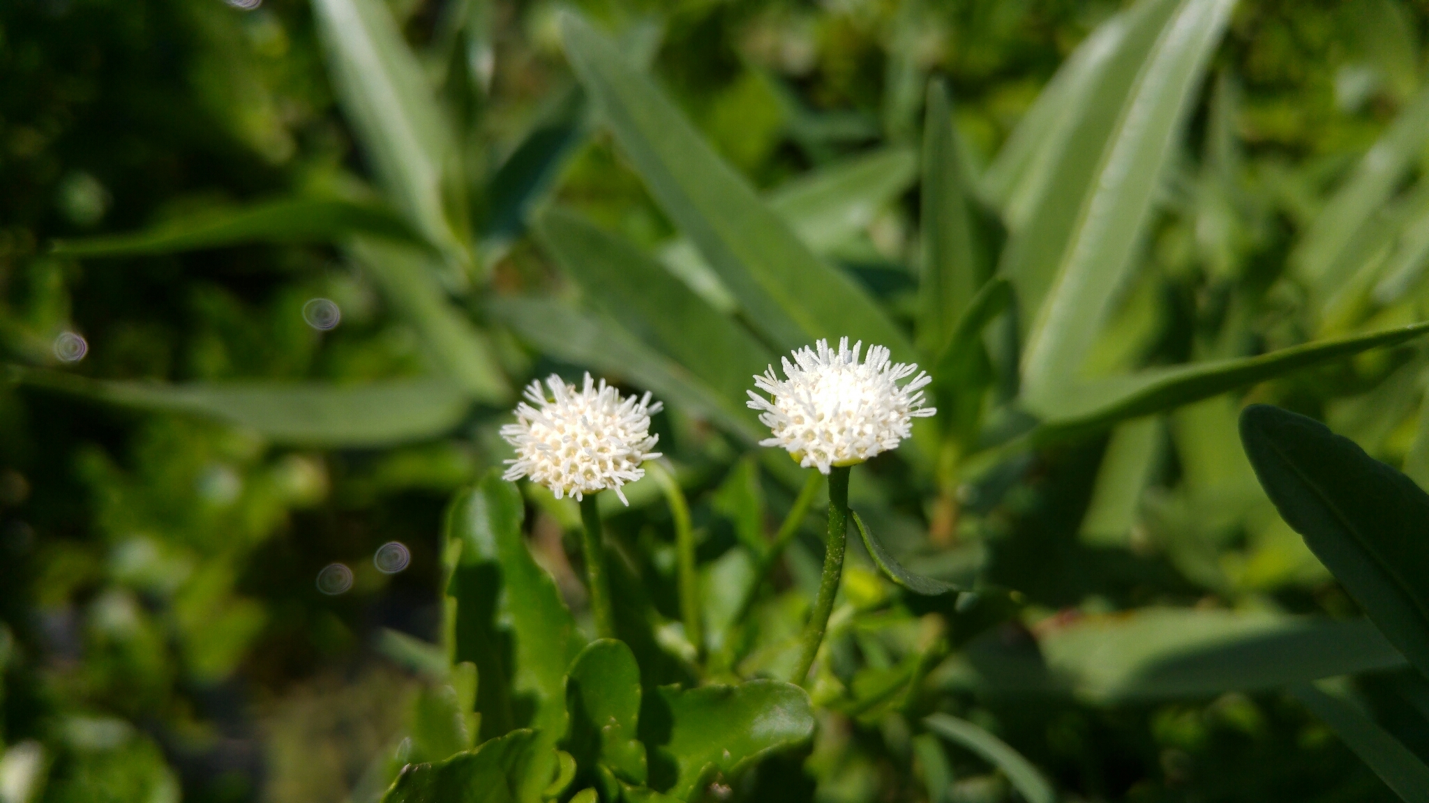 Shinnersia rivularis