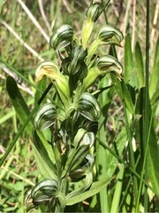 Pterostylis orbiculata