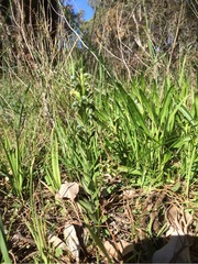 Pterostylis orbiculata