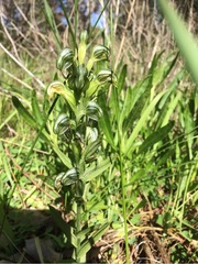 Pterostylis orbiculata