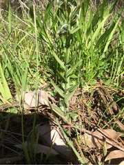 Pterostylis orbiculata