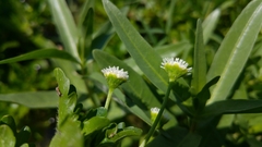 Shinnersia rivularis