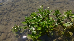 Shinnersia rivularis