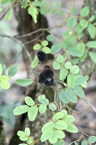 Purple-Wooded Dalbergia (Dalbergia nitidula)