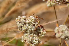 Polistes dorsalis californicus