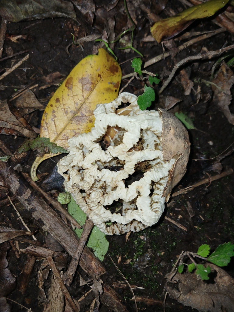 Ileodictyon cibarium · April 2025 · photo: © ecoman (iNaturalist, cc-by)