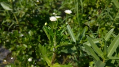 Shinnersia rivularis