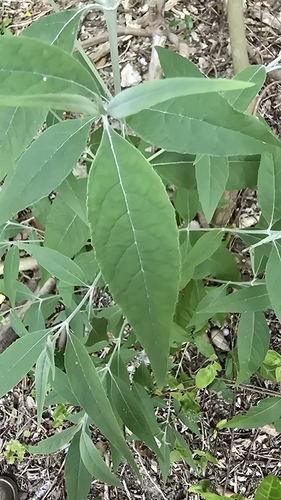 Image of Buddleja asiatica by (c) 黃其君, some rights reserved (CC BY)