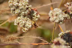Polistes dorsalis californicus