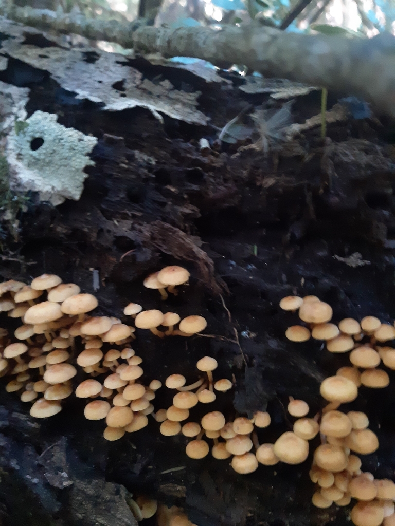 Hypholoma acutum · April 2025 · photo: © georgecox (iNaturalist, cc0)