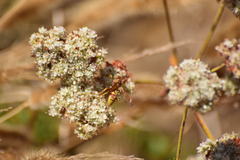 Polistes dorsalis californicus