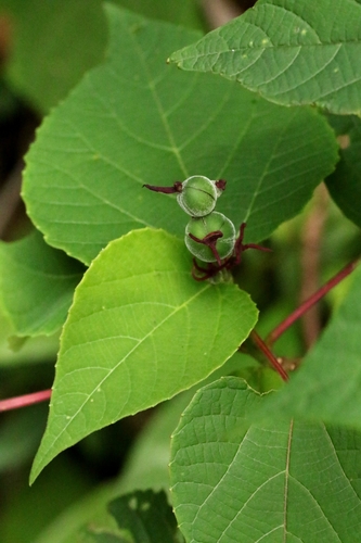 Alchornea trewioides, photograph 4