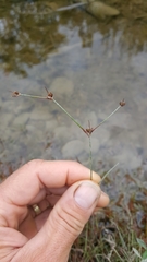 Juncus supiniformis