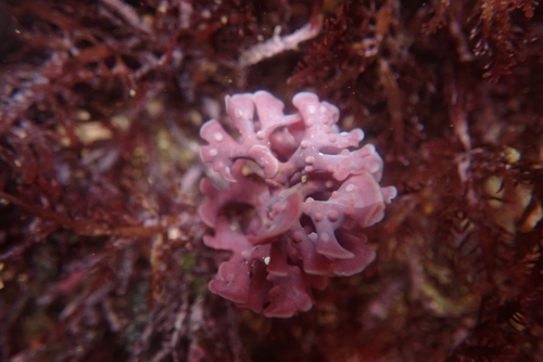 Mastophora rosea observed 2025-04-27
