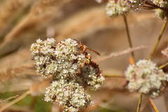 Polistes dorsalis californicus