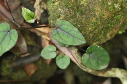Ainsliaea macroclinidioides