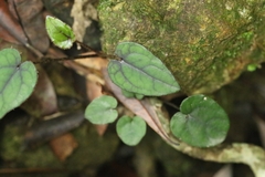 Ainsliaea macroclinidioides