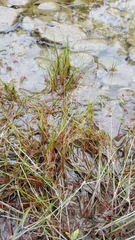 Juncus supiniformis