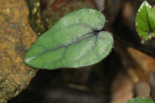Ainsliaea macroclinidioides, photograph 1