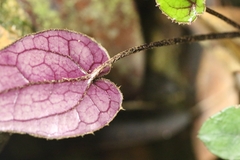 Ainsliaea macroclinidioides, photograph author not stated, no rights reserved