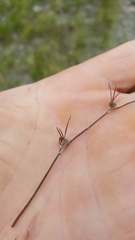 Juncus supiniformis