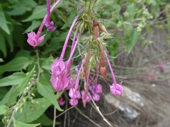 Ipomopsis macrosiphon