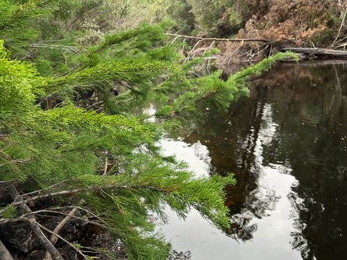 Huon pine (Lagarostrobos franklinii)