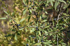 Rhamnus erythroxyloides