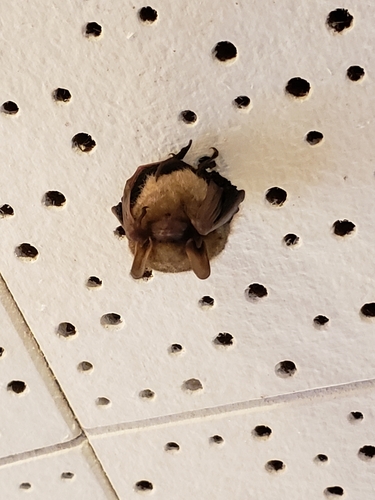 Tri-coloured Bat photographed in Tennessee