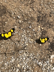 Cyllopoda jatropharia