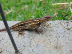 Sceloporus subniger