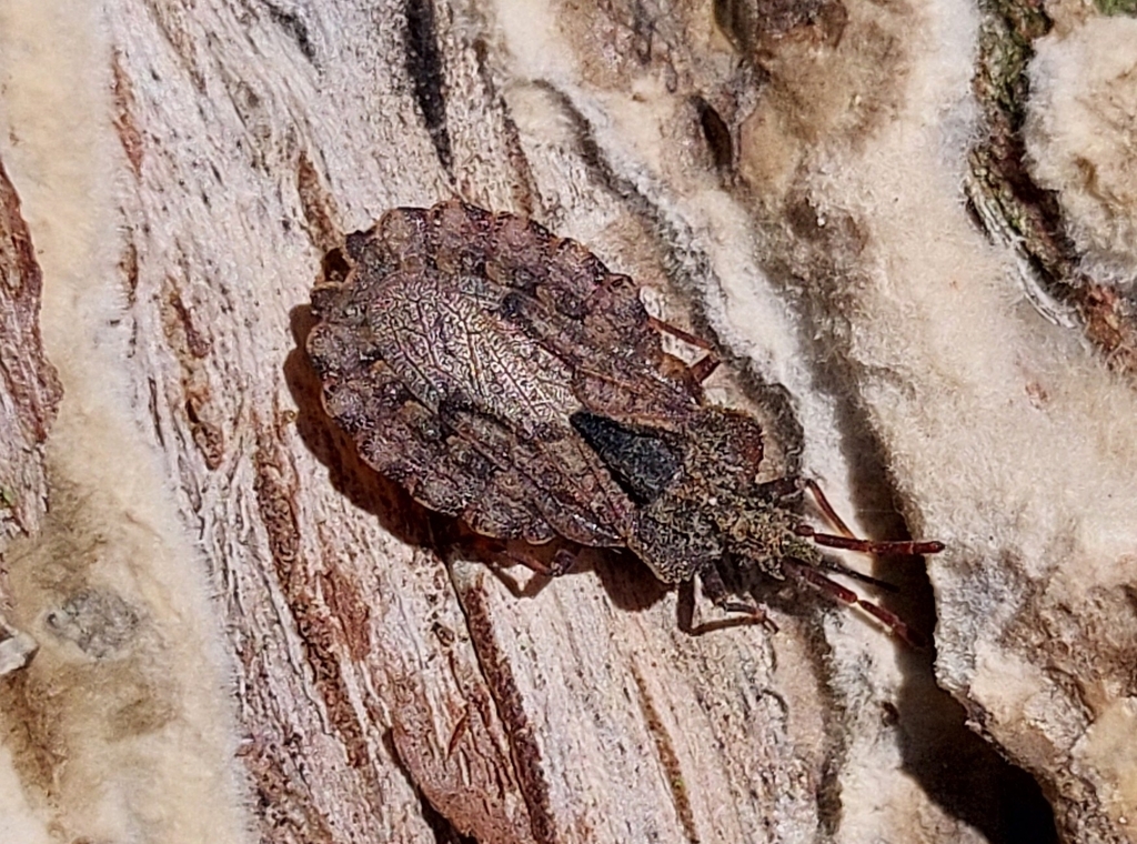Aradus conspicuus